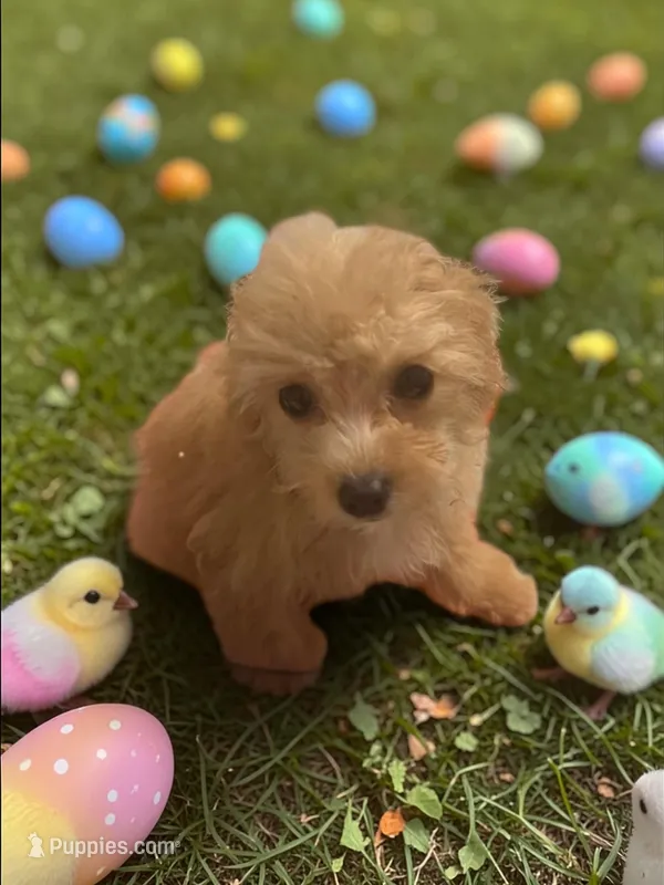 Tinklebell Teacup 4# – Poodle - Toy  puppy for sale in Hampstead, NC