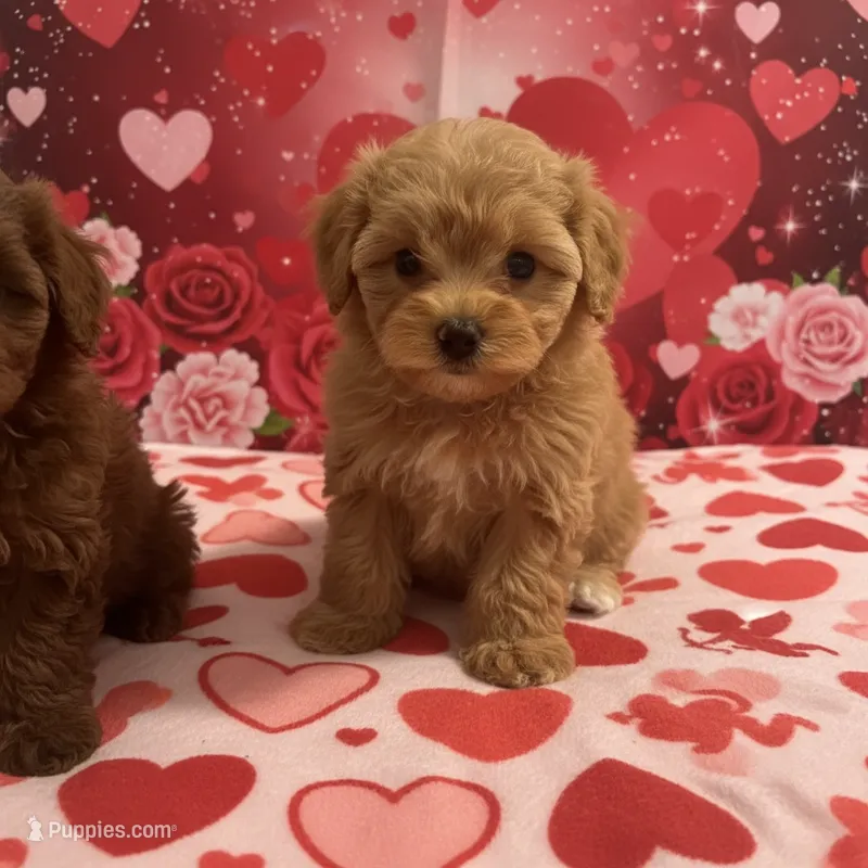 Tinklebell Teacup 2#