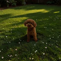 AKC Liam, a male Poodle - Toy  for sale in Hampstead, NC – 3 of 6