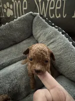 AKC River, a male Poodle - Toy  for sale in Hampstead, NC – 4 of 4