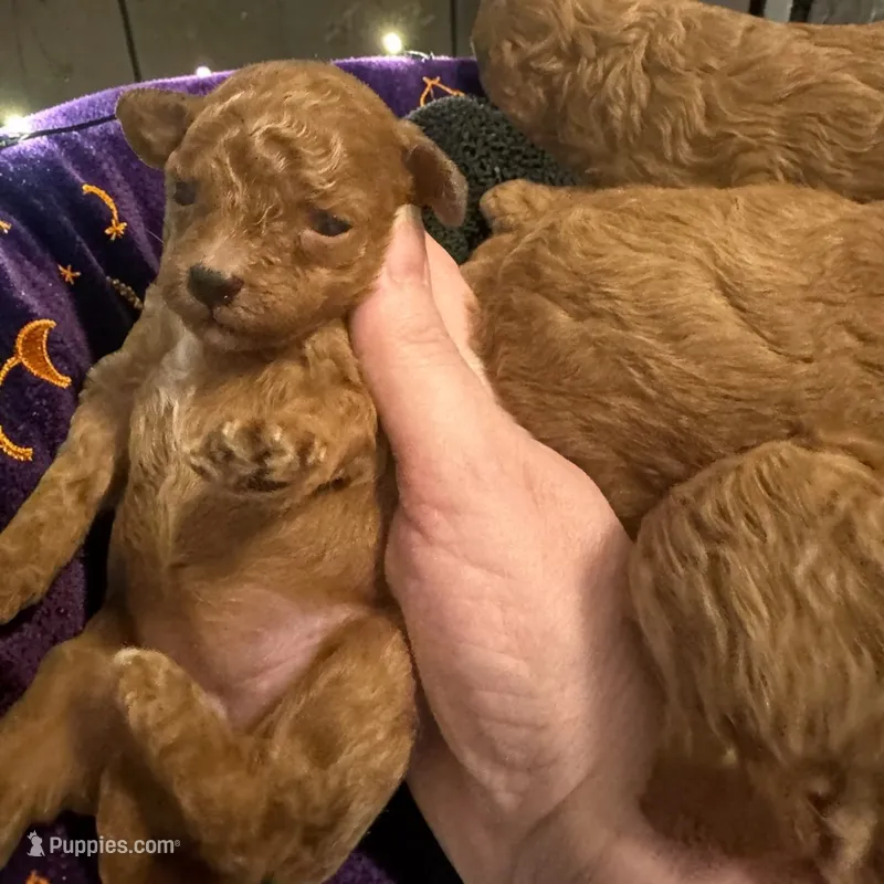 AKC Gigi – Poodle - Toy  puppy for sale in Hampstead, NC