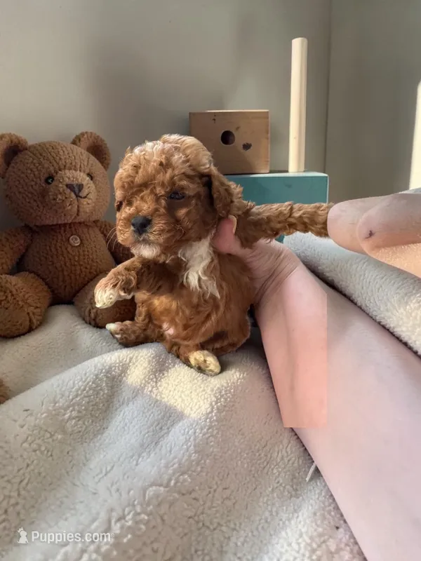 Teacup Jupiter – Maltipoo puppy for sale in Hampstead, NC
