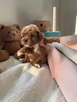 Teacup Jupiter, a male Maltipoo for sale in Hampstead, NC – 1 of 2