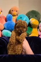 Teacup Freedom, a male Cavapoo and Poodle - Toy  for sale in Hampstead, NC – 2 of 2