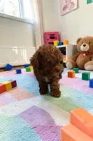 AKC Teacup Patriot 1#, a male Poodle - Toy  for sale in Hampstead, NC – 1 of 4