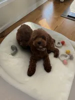 AKC Teddy, a male Poodle - Toy  for sale in Hampstead, NC – 3 of 3
