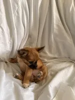 Lina , a female Pomchi for sale in Sedalia, MO – 4 of 9
