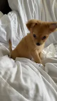 Toby, a male Pomchi for sale in Sedalia, MO – 2 of 4