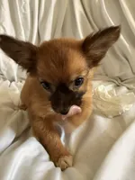 Lina , a female Pomchi for sale in Sedalia, MO – 2 of 9