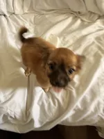 Lina , a female Pomchi for sale in Sedalia, MO – 3 of 9