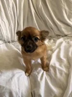 Lina , a female Pomchi for sale in Sedalia, MO – 8 of 9