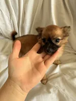 Lina , a female Pomchi for sale in Sedalia, MO – 5 of 9