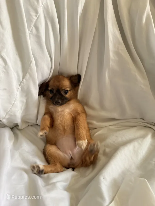 Lina  – Pomchi puppy for sale in Sedalia, MO