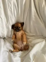 Lina , a female Pomchi for sale in Sedalia, MO – 1 of 9