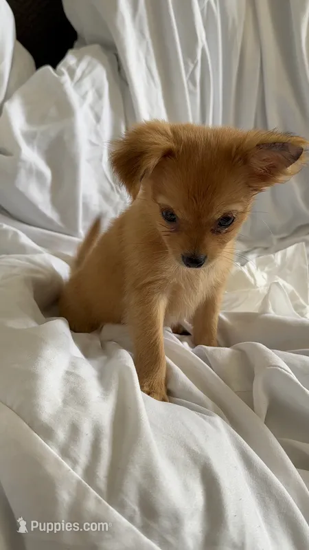 Toby – Pomchi puppy for sale in Sedalia, MO