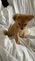 Toby, a male Pomchi for sale in Sedalia, MO – 1 of 4