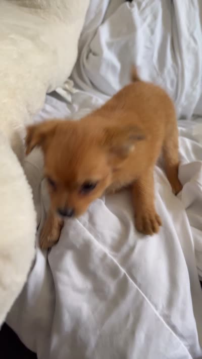 Toby, a male Pomchi for sale in Sedalia, MO – 4 of 4
