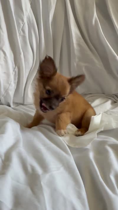 Lina , a female Pomchi for sale in Sedalia, MO – 9 of 9