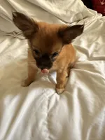 Lina , a female Pomchi for sale in Sedalia, MO – 7 of 9