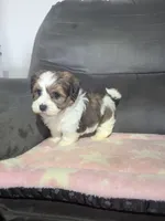 Autumn, a female Havanese for sale in Dundee, OH – 8 of 8