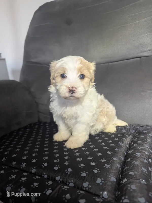 Dallas – Havanese puppy for sale in Dundee, OH