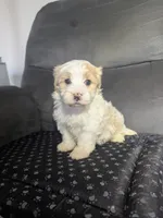 Dallas, a male Havanese for sale in Dundee, OH – 1 of 6