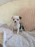 Panda , a male Chihuahua for sale in Dundee, OH – 6 of 6