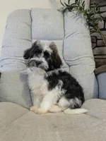 Oliver , a male Havanese for sale in Dundee, OH – 5 of 5