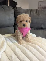 Honey F-1B, a female Havapoo for sale in Dundee, OH – 5 of 7