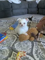 Snowball , a female Chihuahua for sale in Dundee, OH – 5 of 6