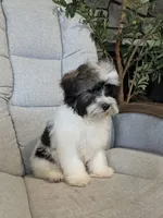 Loki, a male Havanese for sale in Dundee, OH – 2 of 7