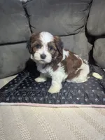Diamond, a male Havanese for sale in Dundee, OH – 3 of 5