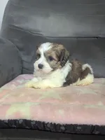 Autumn, a female Havanese for sale in Dundee, OH – 4 of 8