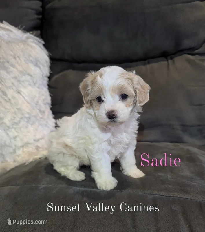 Sadie – Havanese puppy for sale in Dundee, OH
