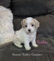 Sadie, a female Havanese for sale in Dundee, OH – 1 of 10