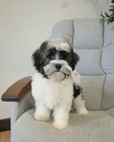 Loki, a male Havanese for sale in Dundee, OH – 6 of 7