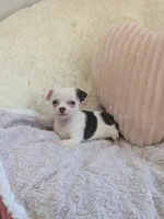 Panda , a male Chihuahua for sale in Dundee, OH – 1 of 6