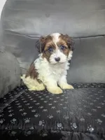 Donny, a male Havanese for sale in Dundee, OH – 6 of 6
