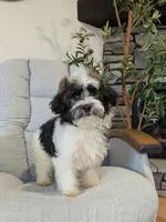 Oliver , a male Havanese for sale in Dundee, OH – 2 of 5