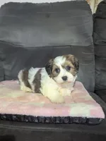 Autumn, a female Havanese for sale in Dundee, OH – 3 of 8