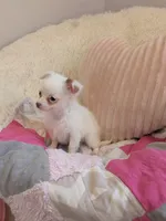 Snowball , a female Chihuahua for sale in Dundee, OH – 4 of 6
