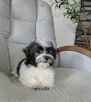 Leo, a male Havanese for sale in Dundee, OH – 6 of 6