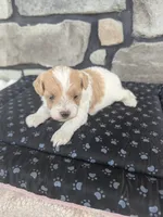 Biscuit F-1B, a male Havapoo for sale in Dundee, OH – 2 of 6