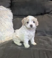 Sadie, a female Havanese for sale in Dundee, OH – 10 of 10