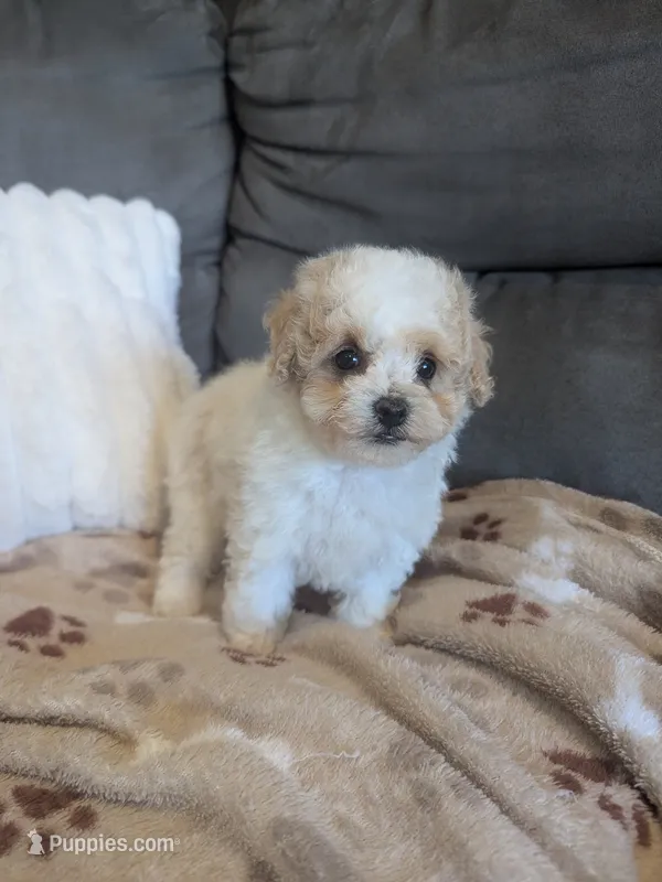 Button F-1B – Havapoo puppy for sale in Dundee, OH