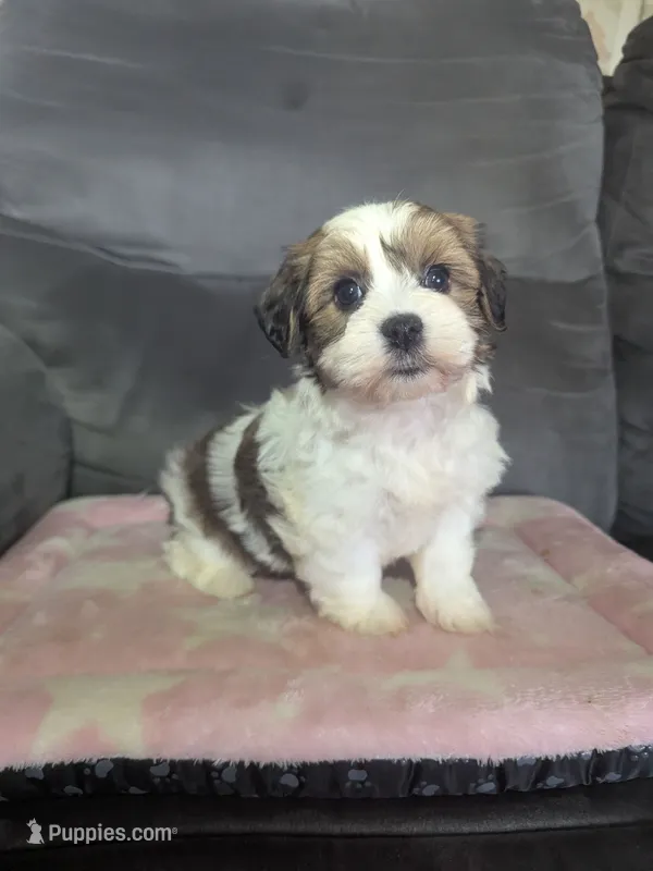 Autumn – Havanese puppy for sale in Dundee, OH