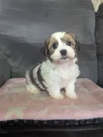 Autumn, a female Havanese for sale in Dundee, OH – 1 of 8