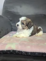 Autumn, a female Havanese for sale in Dundee, OH – 7 of 8