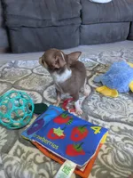 Tiny, a male Chihuahua for sale in Dundee, OH – 4 of 8