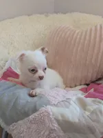 Snowball , a female Chihuahua for sale in Dundee, OH – 2 of 6